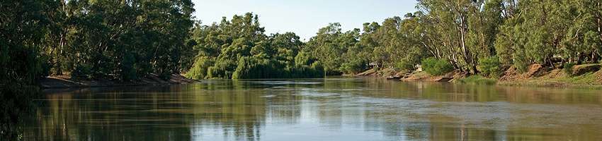 The Murray River The Murray River on a sunny day surrounded by trees.